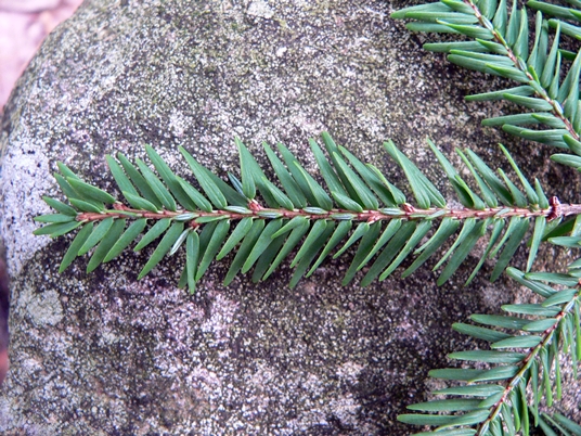{Tsuga canadensis}